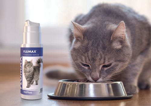 Flumax pro kočky s chřipkou